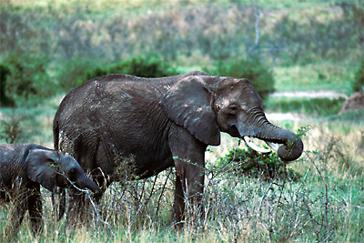 af_elephants