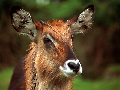 waterbuck