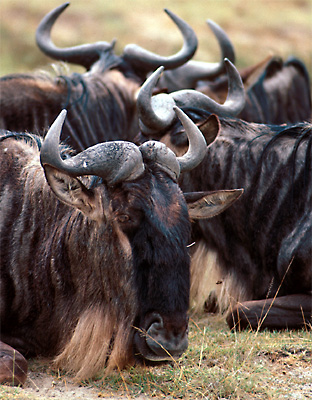 wildebeeste