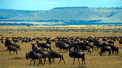 wildebeests