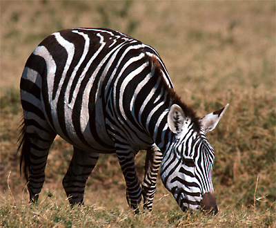 zebra