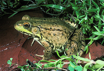 Green Frog  Rana clamitans