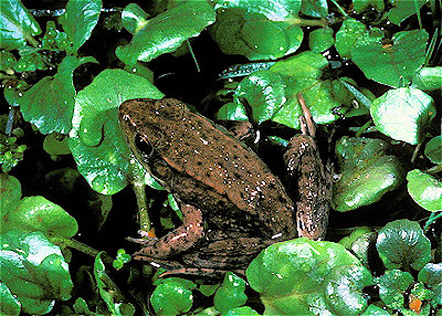 Green Frog  Rana clamitans