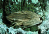 four-lined treefrog