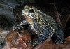 asian crested toad