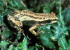 northern chorus frog