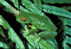 red-eyed green tree frog