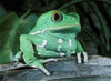 waxy treefrog
