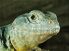 AMPHIBIANS AND REPTILES