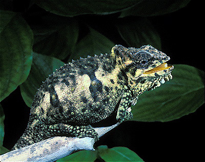Natal-Midlands Dwarf Chameleon