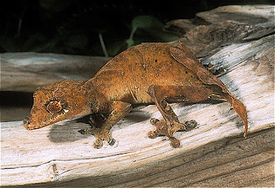 Spear-Point Gecko