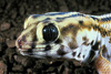 frog-eyed sand gecko