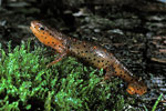 eastern newt