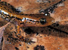 long tailed salamander