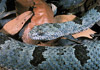 banded rock rattlesnake