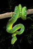 photos of snakes