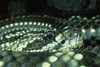 s american rattlesnake
