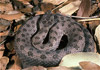 twin-spotted rattlesnake