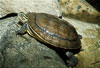 Malayan Semi Backed Turtle