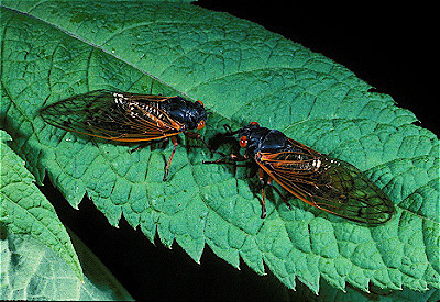17-year cicada  Adults