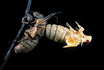17-year cicada  Adult Molting