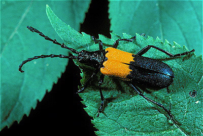 Elder Borer Beetle