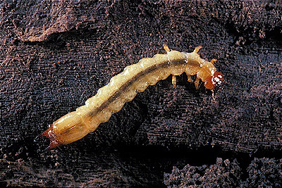 Fire-colored Beetle Larva