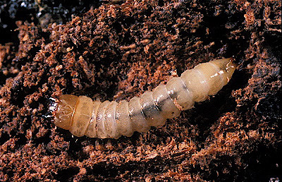 riffle beetle larvae