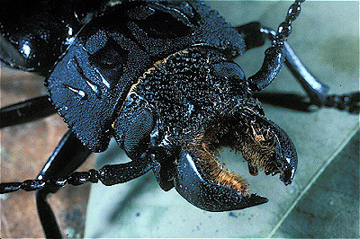 Prionid Beetle/Longhorned Beetle