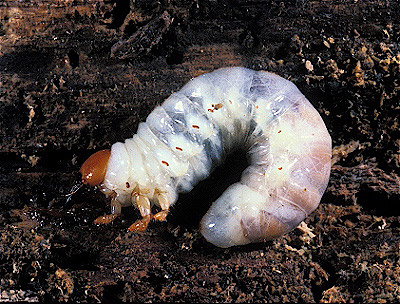 Scarab Beetle Larva