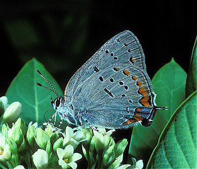 Acadian Hairstreak Butterfly