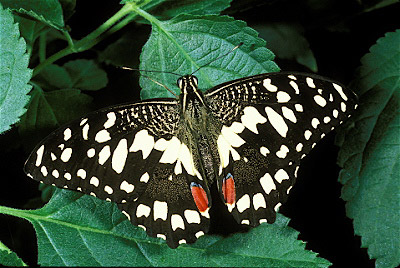 Checkered  Swallowtail Butterfly