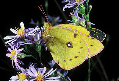 Clouded Sulpher Butterfly