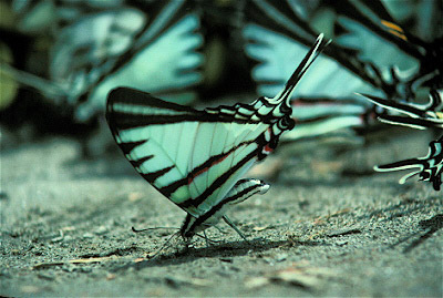Kite Swallowtail Butterflies