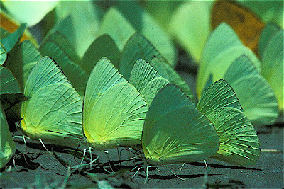 Sulpher Butterflies