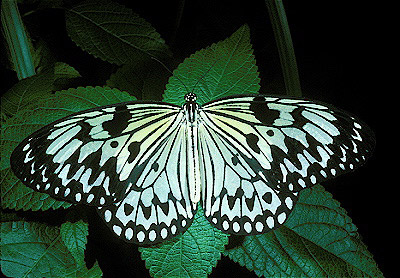 White Tree Nymph Butterfly