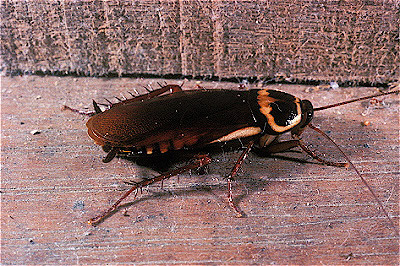Austalian Cockroach
