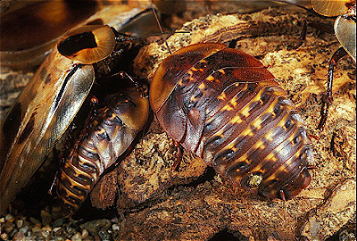 Brazilian Giant Cockroach