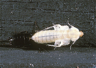 Wood Cockroach Molting