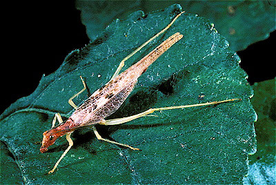 Two-Spotted Tree Cricket