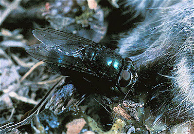 blow Fly