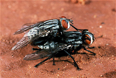 Flesh Flies (Mating)