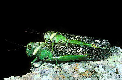 Grasshoppers mating 