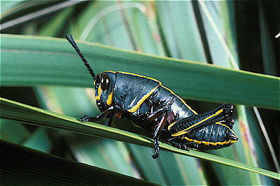 South Eastern Lubber Grasshopper nymph