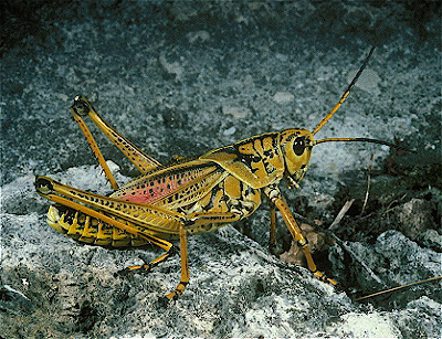 South Eastern Lubber Grasshopper