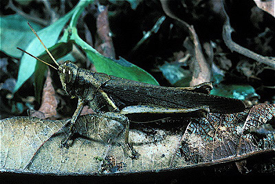 Yellow-Lined Grasshopper