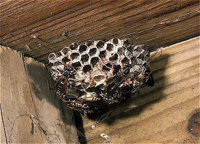 Paper Wasps w/ Nest