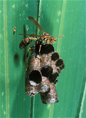 Paper Wasps w/ Nest