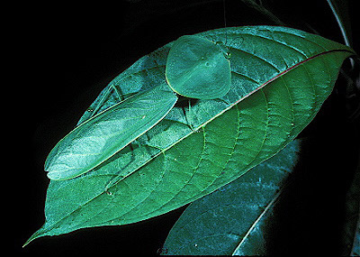 Costa Rica mantis