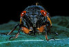 adult cicada